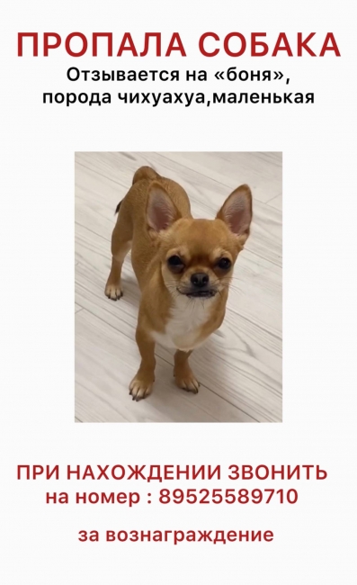 фото обьявления